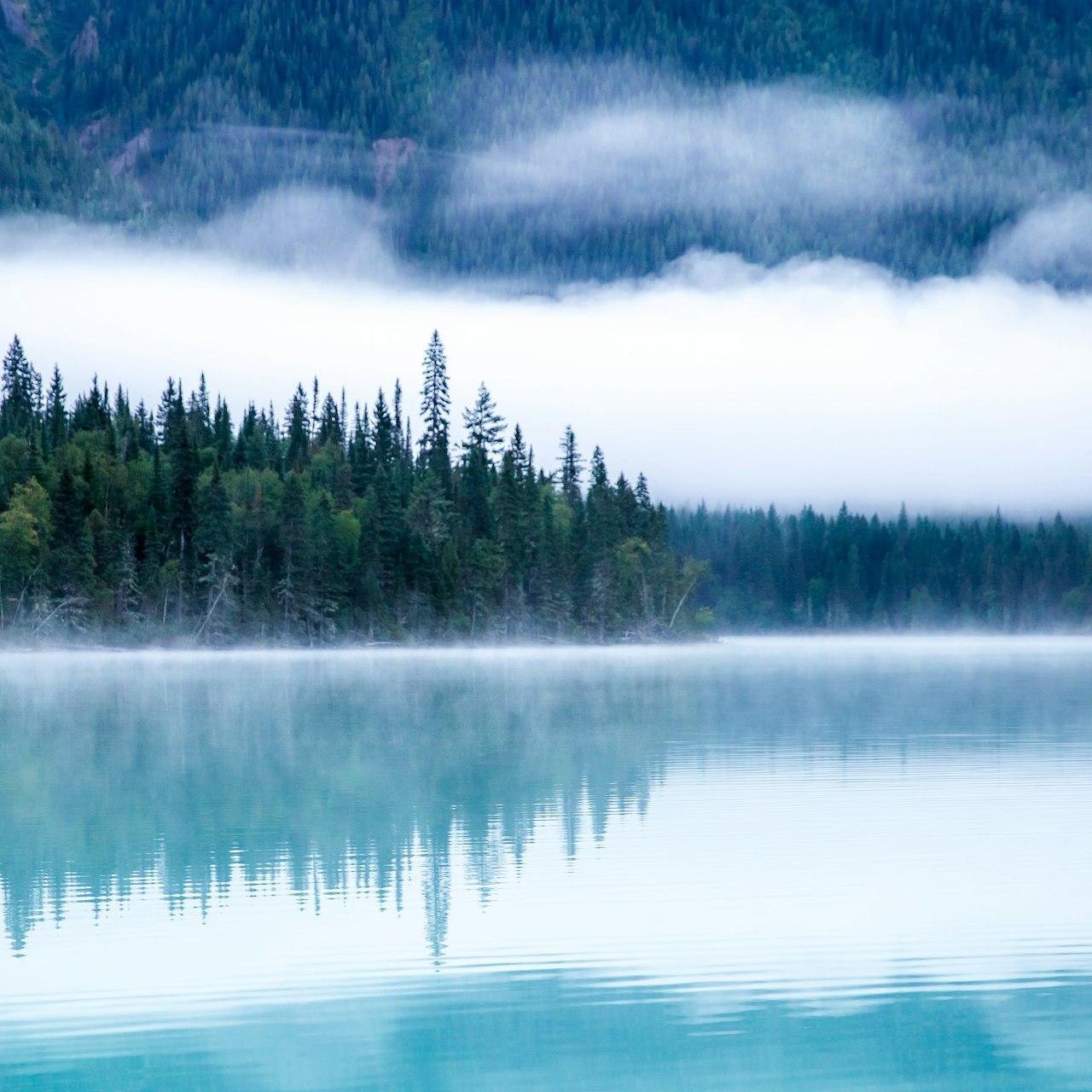 body of water surrounding with trees